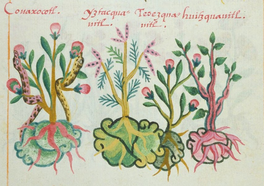 Cruz-B... VIII 38v, cohuaxocotl, iztac cuahuitl, teoizcuahuitl, huitzcuahuitl