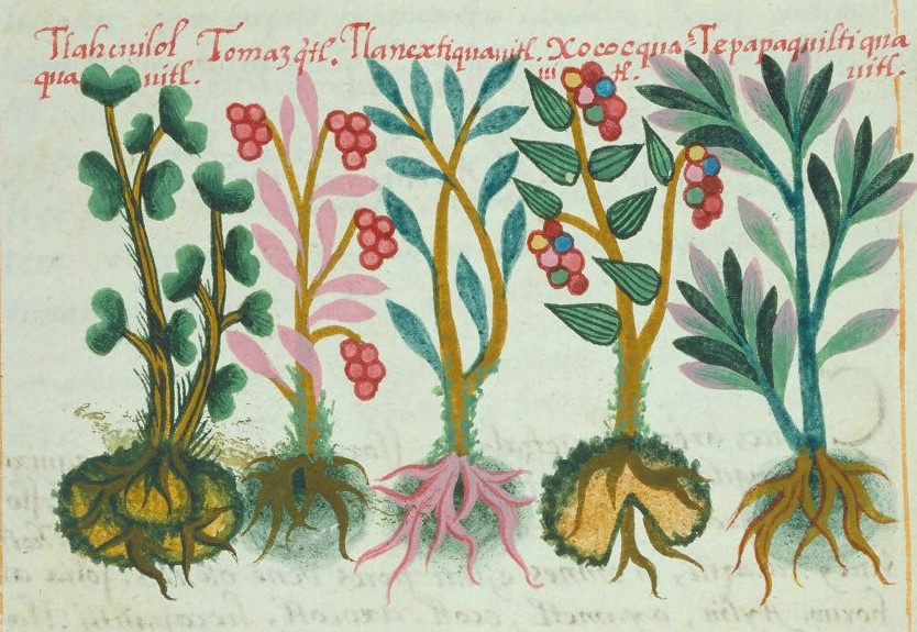 Cruz-B... VIII 39r, tlacuilolcuahuitl, tomazquitl, tlanextia cuahuitl, xococcuahuitl, tepaquilti cuahuitl