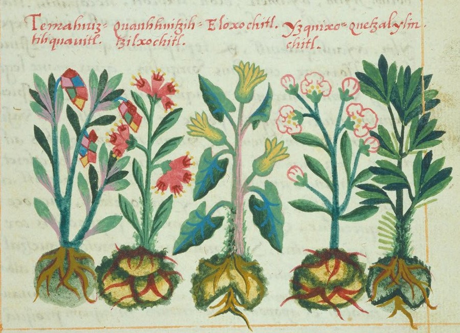 Cruz-B... VIII 39r, temahuiztilli cuahuitl, cuauhhuitzitzilxochitl, eloxochitl, izquixochitl, quetzalilin