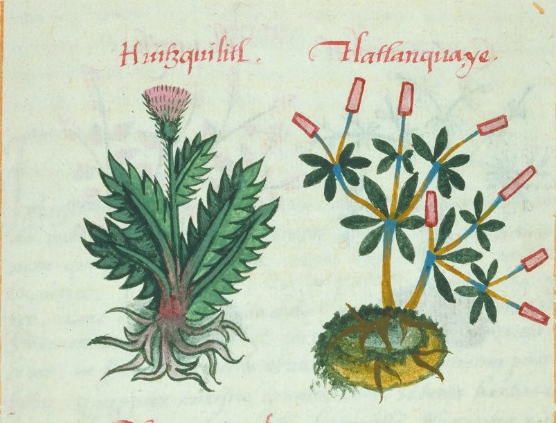 Cruz-B... IX 41r, huitzquilitl, tlatlancuaye