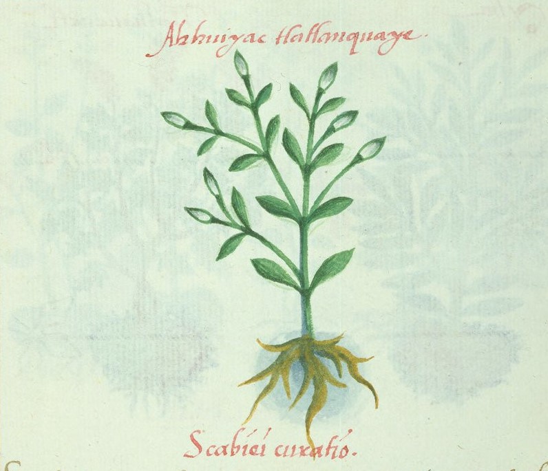 Cruz-B... IX 45r, ahuiyac tlatlancuaye