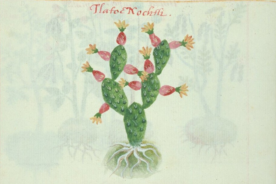Cruz-B... IX 49v, tlatocnochtli