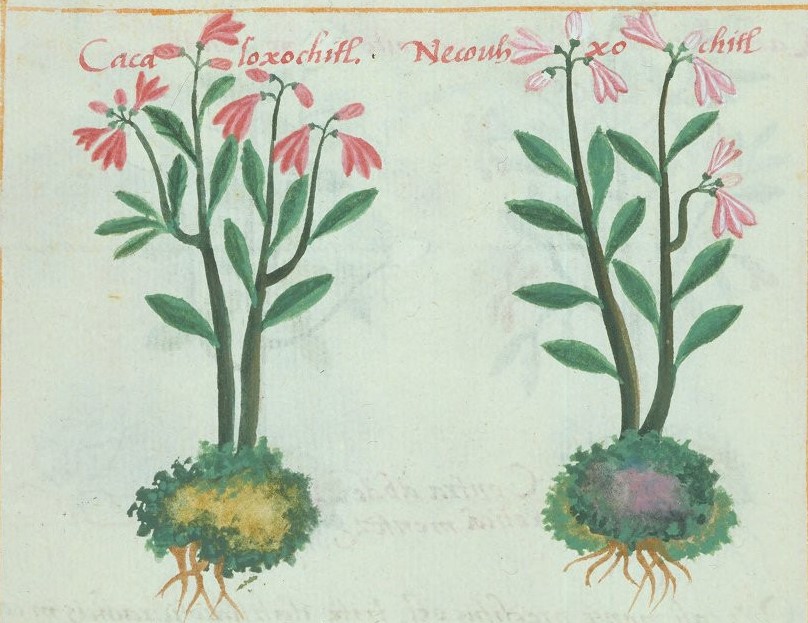 Cruz-B... X 53r, cacaloxochitl, necuxochitl