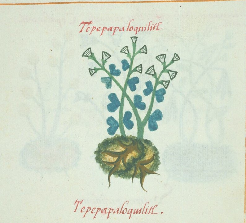 Cruz-B... X 56r, tepepapaloquilitl