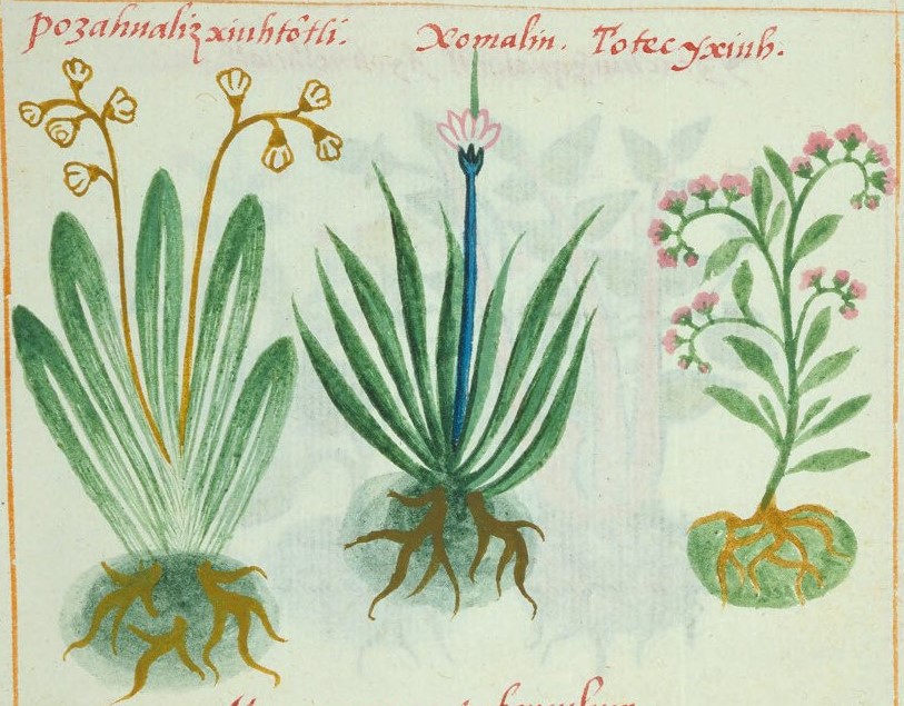 Cruz-B... XI 59v, pozahualizxiuhtontli, xomalin, totec ixiuh