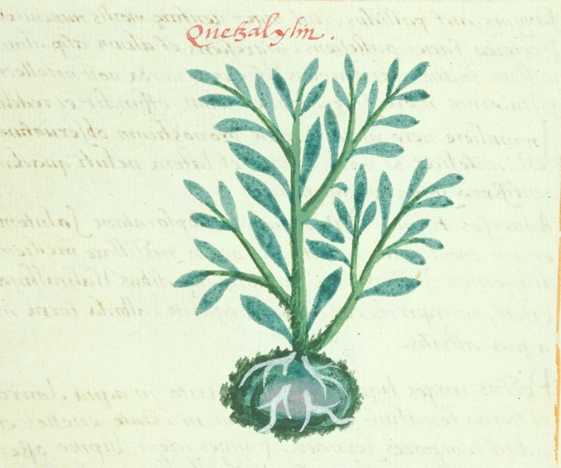 Cruz-B... XIII 62r, quetzalilin
