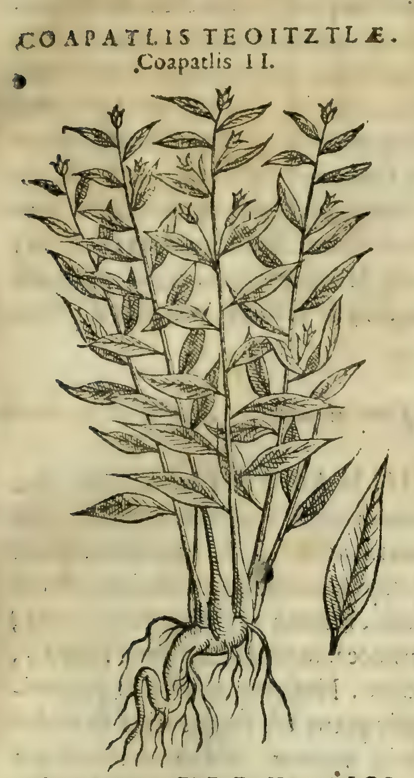Hernández II 29r, coapatli teoitztli
