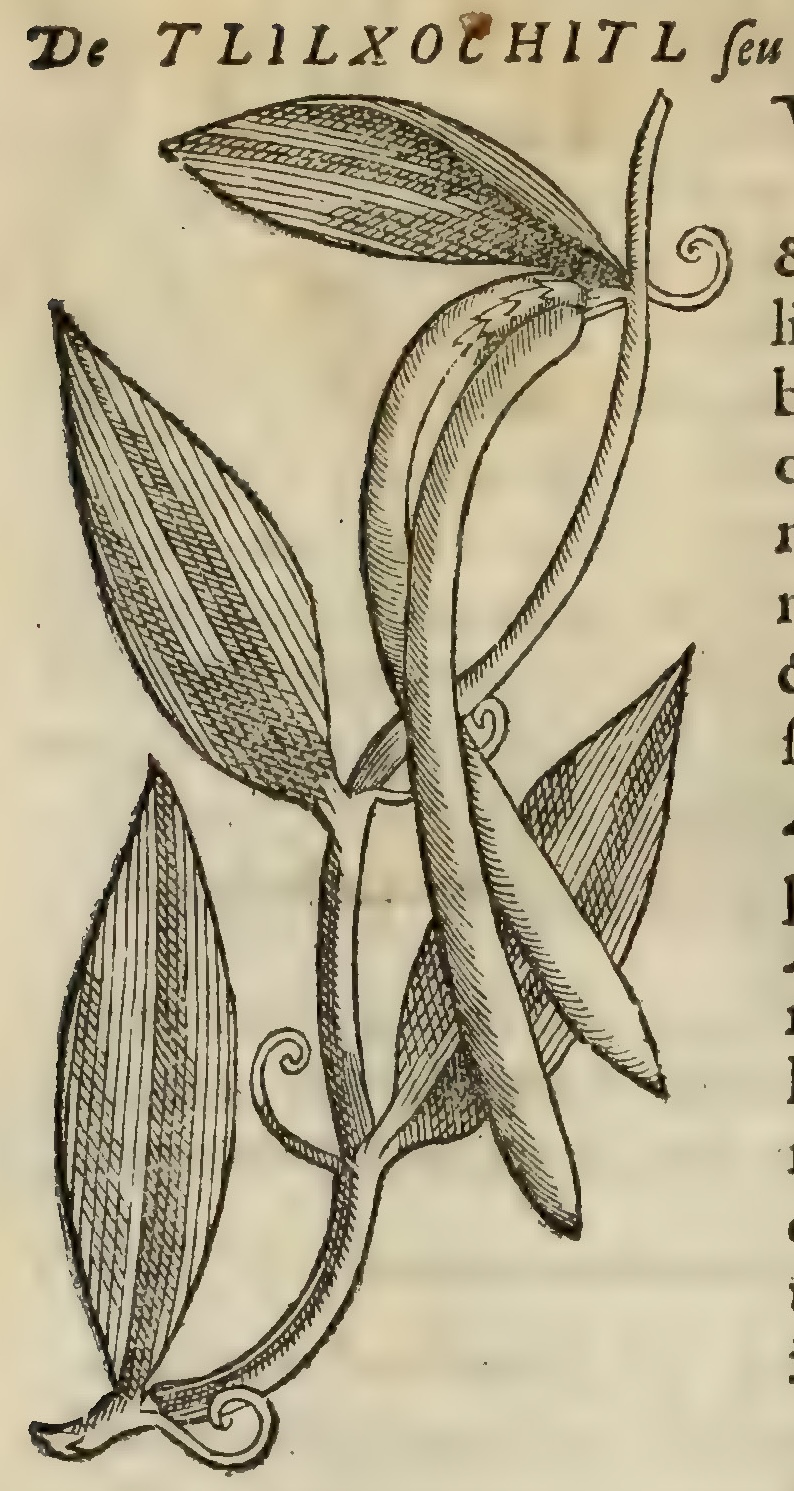 Hernández II 38v, tlilxochitl
