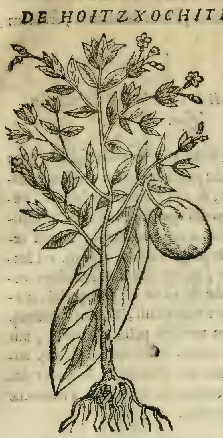Hernández II 39r, huitzxochitl