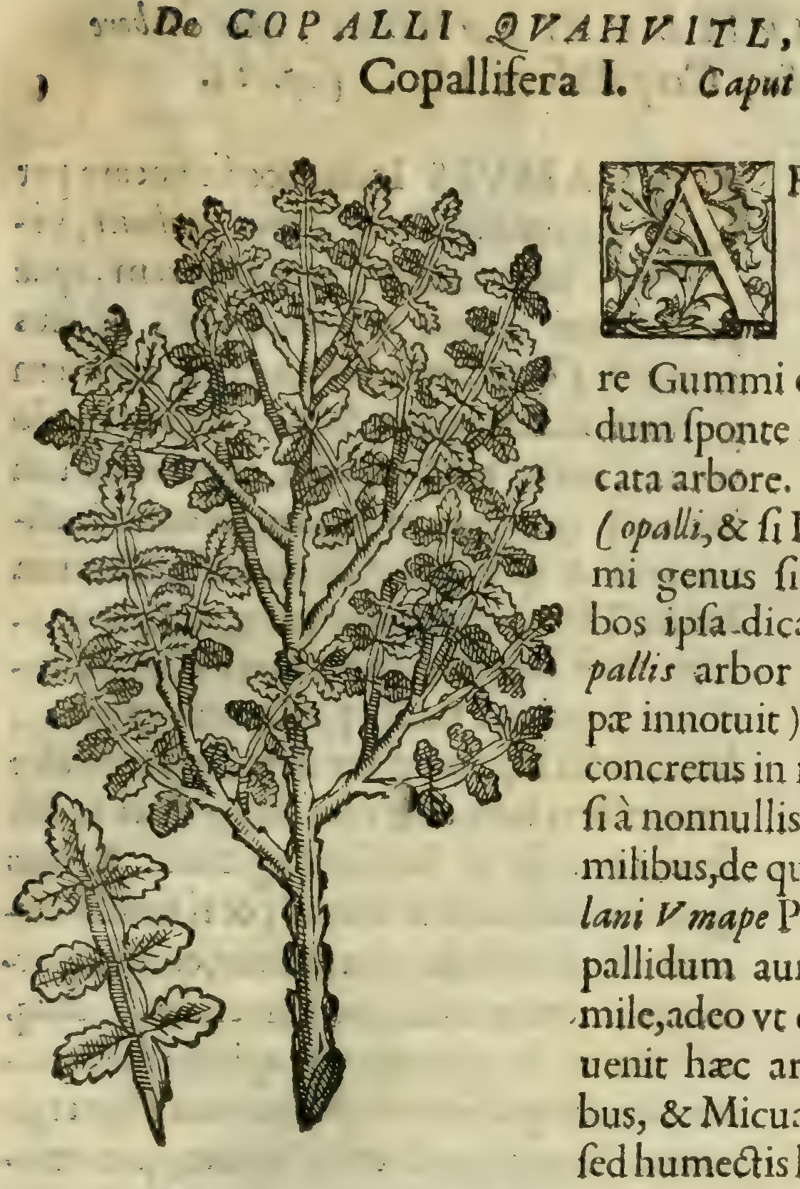 Hernández III 45r, copalli cuahuitl