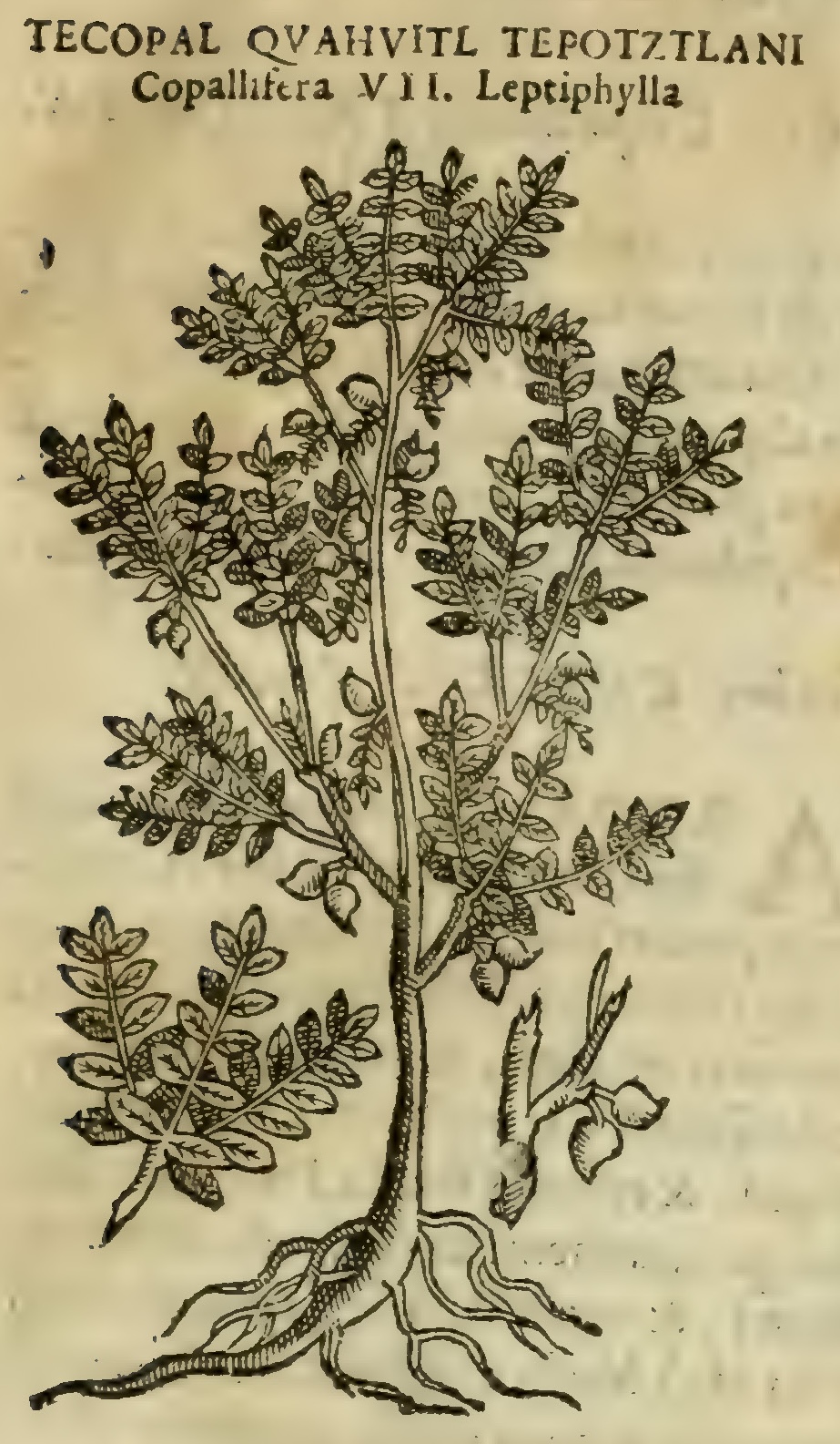 Hernández III 49r, tecopalcuahuitl tepotztlani.