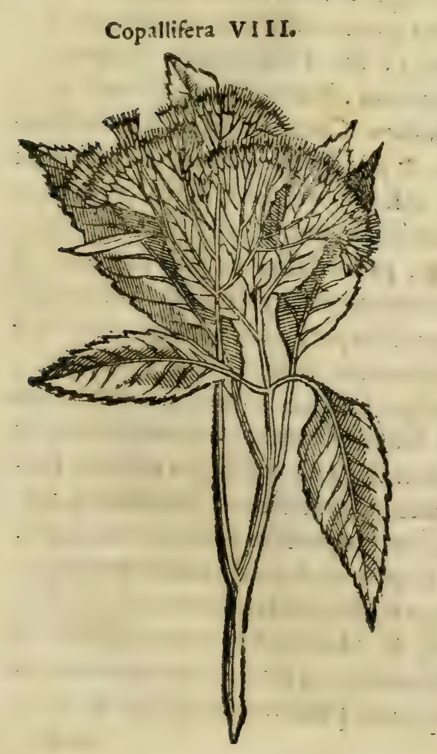 Hernández III 49r, xochicopalli