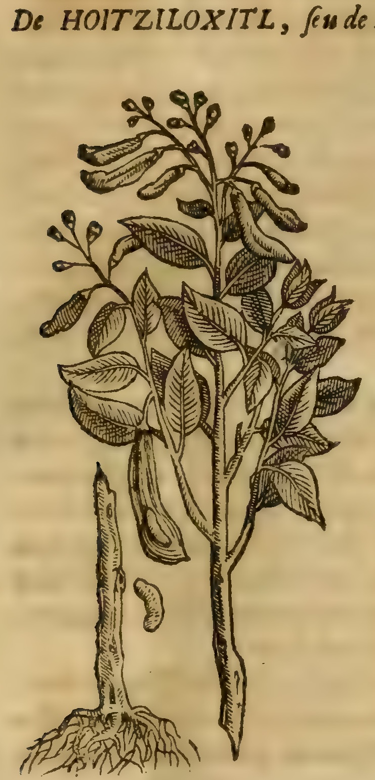 Hernández III 51r, huitziloxitl