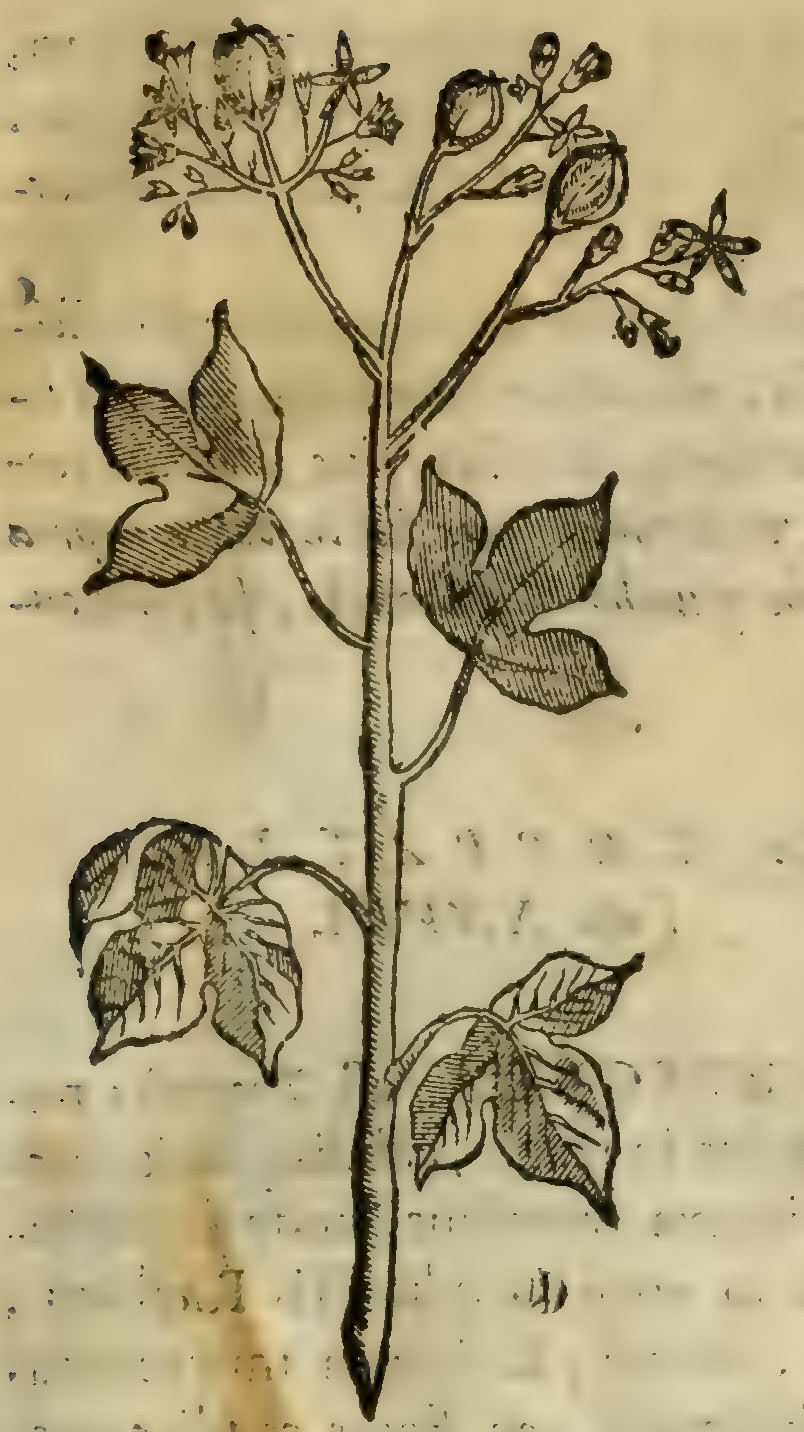 Hernández III 61r, Hueipochitl huaxacensi.