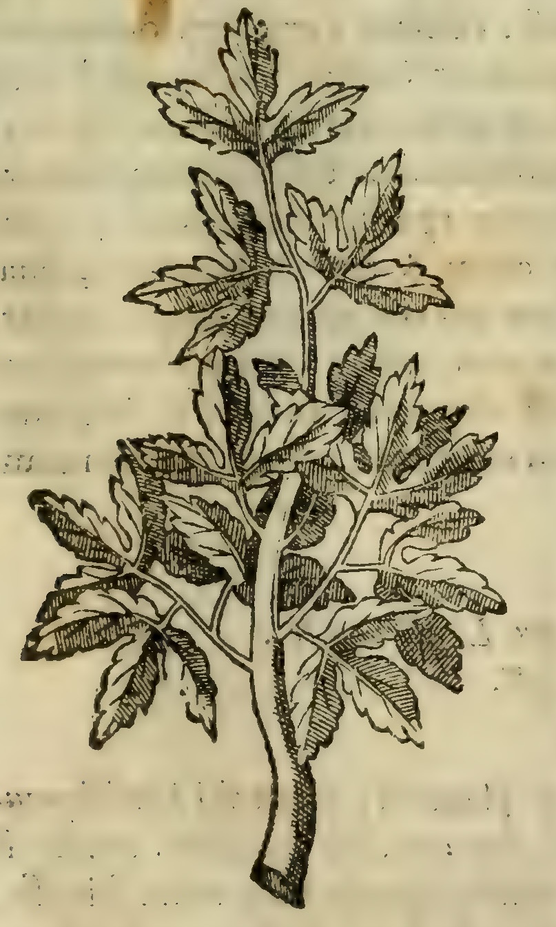 Hernández III 61r, sasafras
