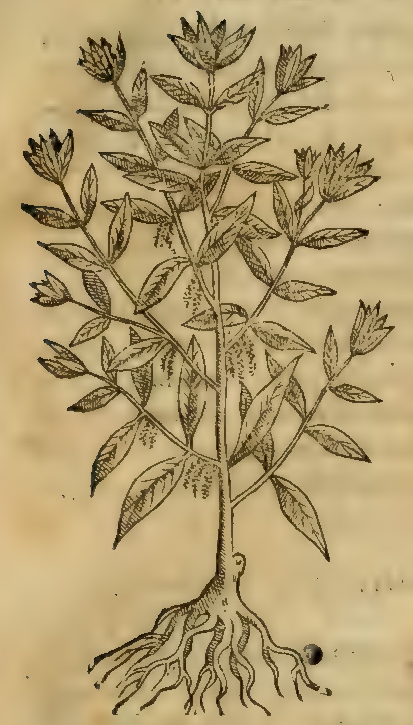 Hernández III 67r, nanahuacuahuitl