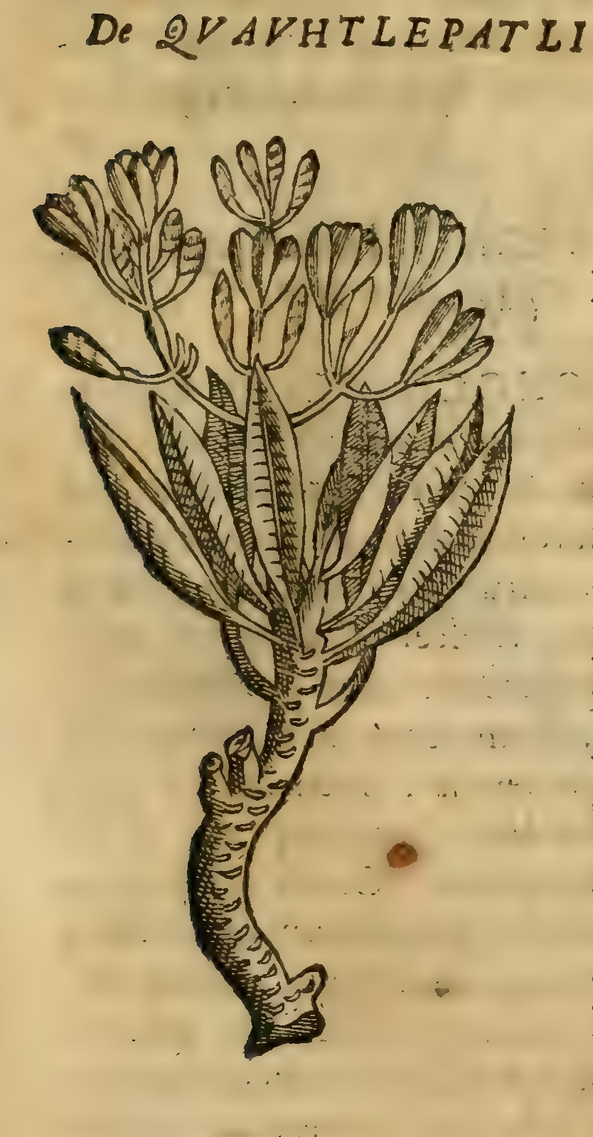 Hernández III 67r, cuauhtlepatli