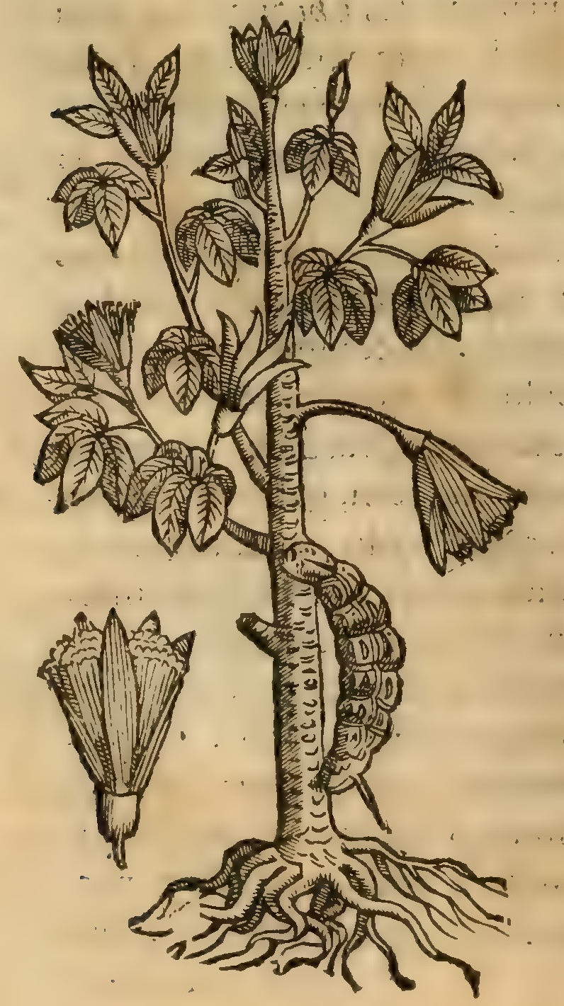 Hernández III 68v, xiloxochitl