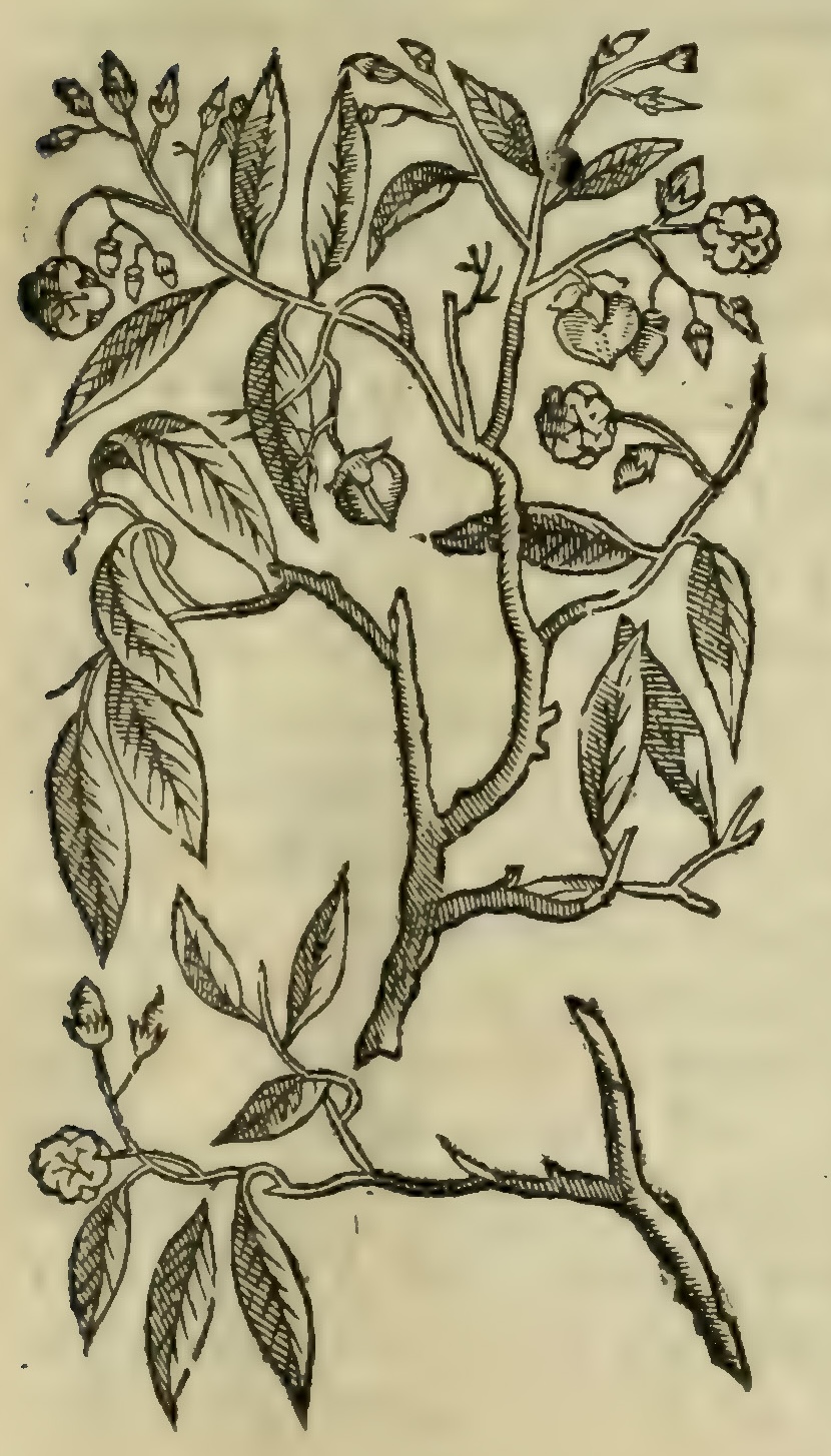 Hernández III 69r, izquixochitl