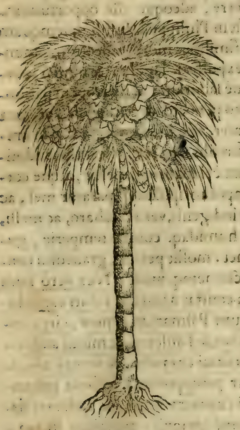 Hernández III 71r, coyolli