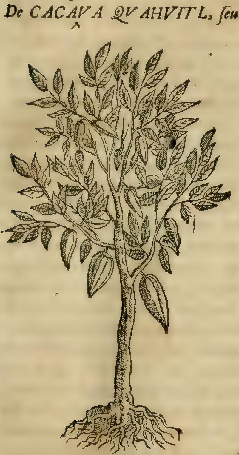 Hernández III 79r, cacahua cuahuitl