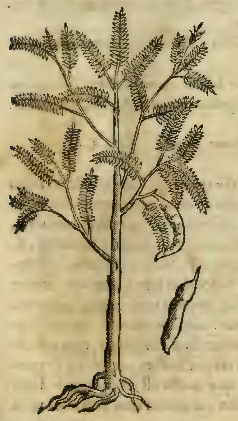 Hernández III 83r, cuauhnacaztli