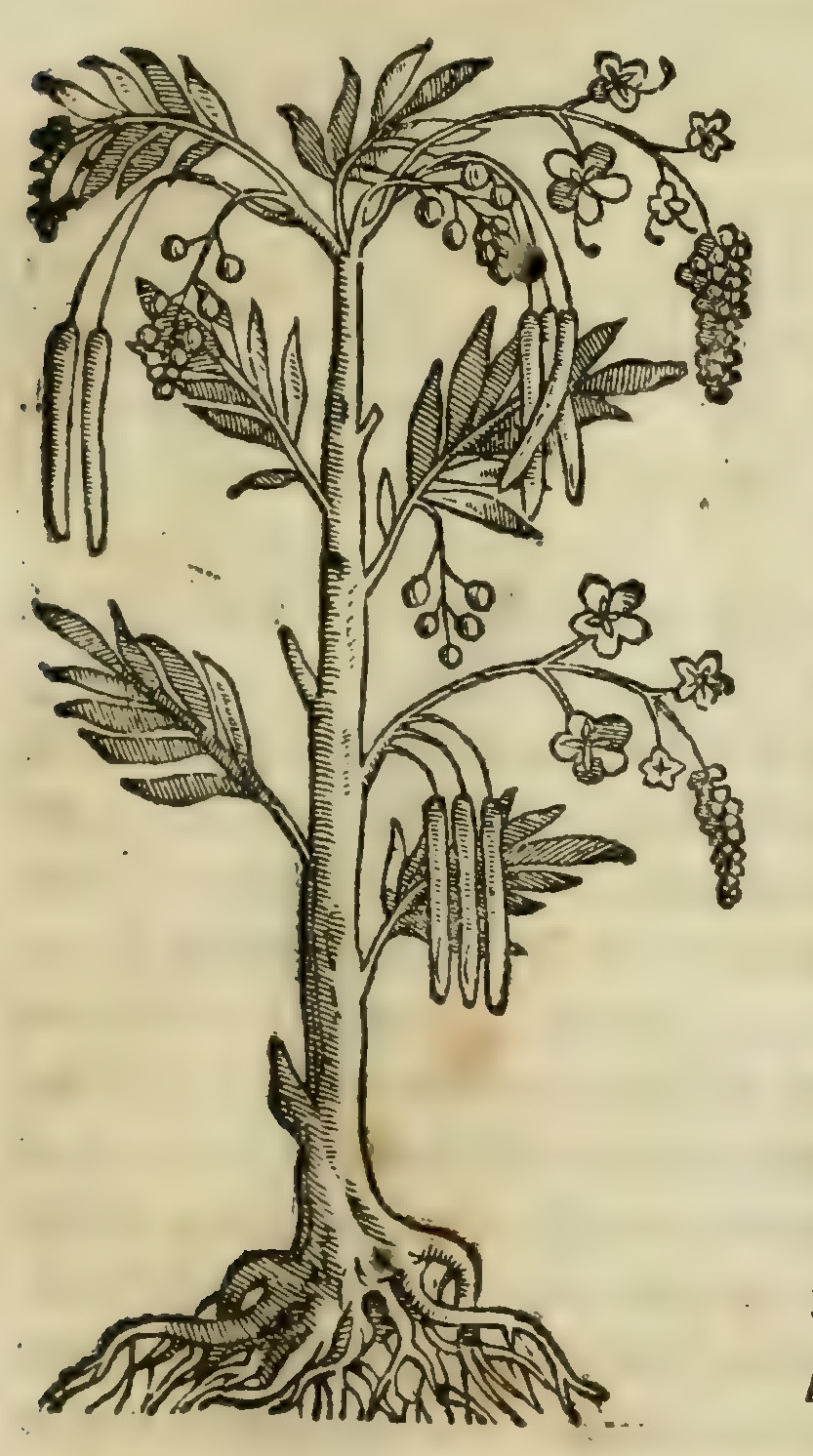 Hernández III 87r, cuauhayohuatli