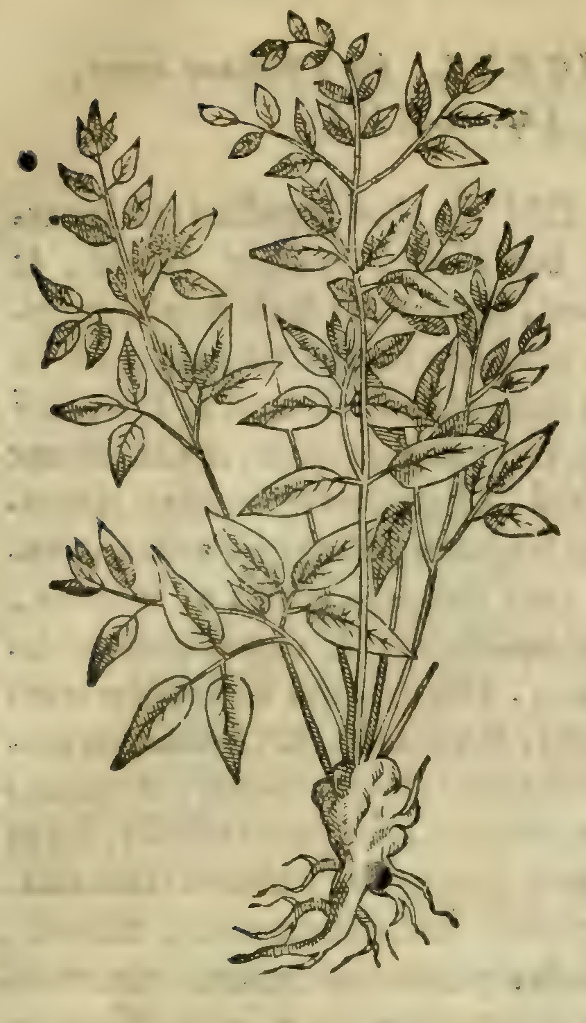 Hernández III 91r, tlapalezpatli