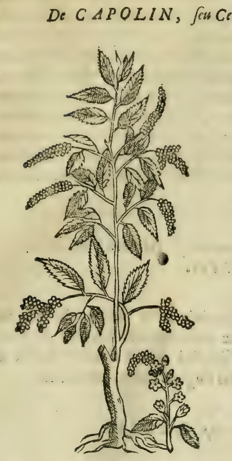 Hernández III 95r, capolin