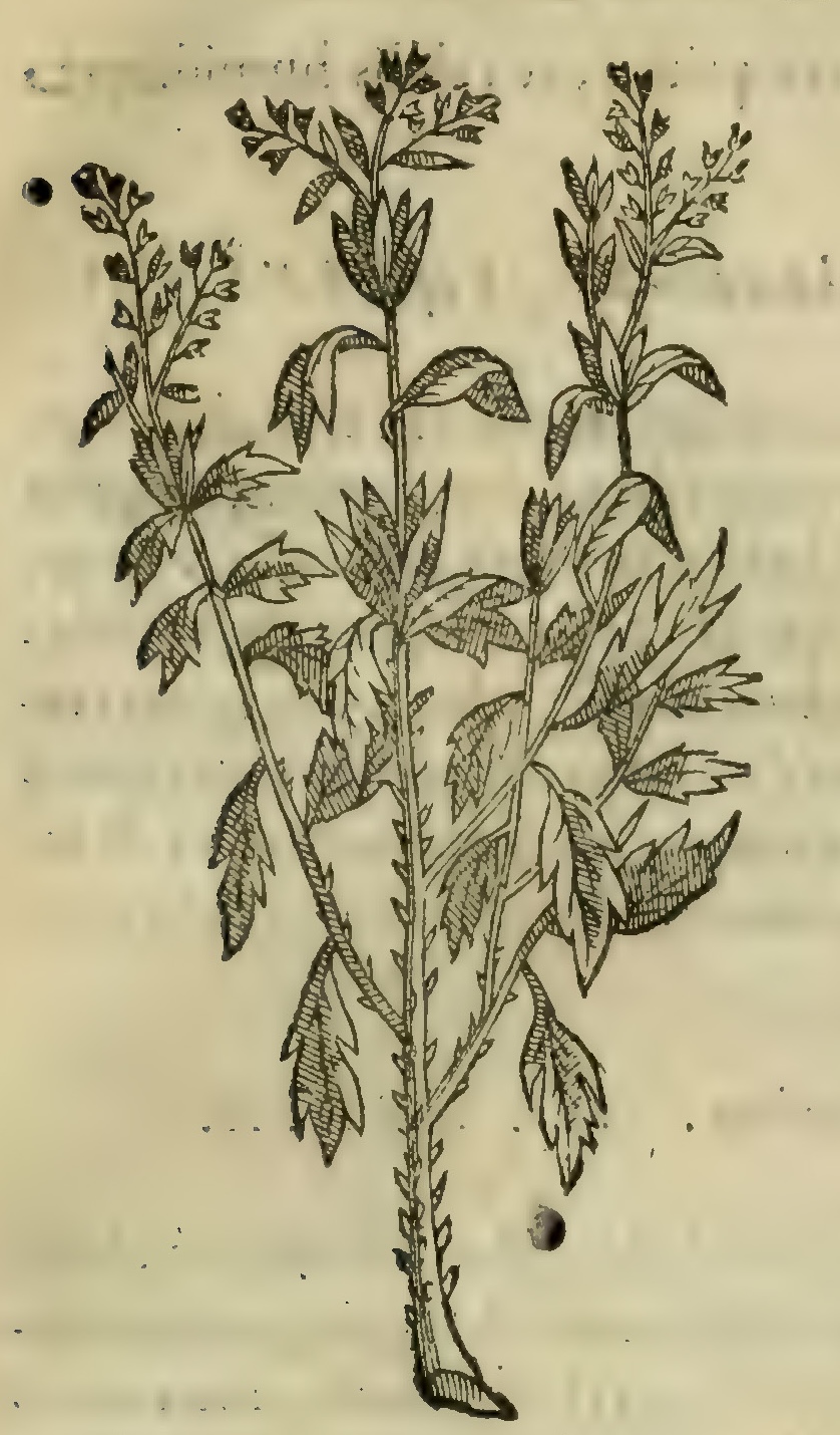 Hernández III 97r, enguamba