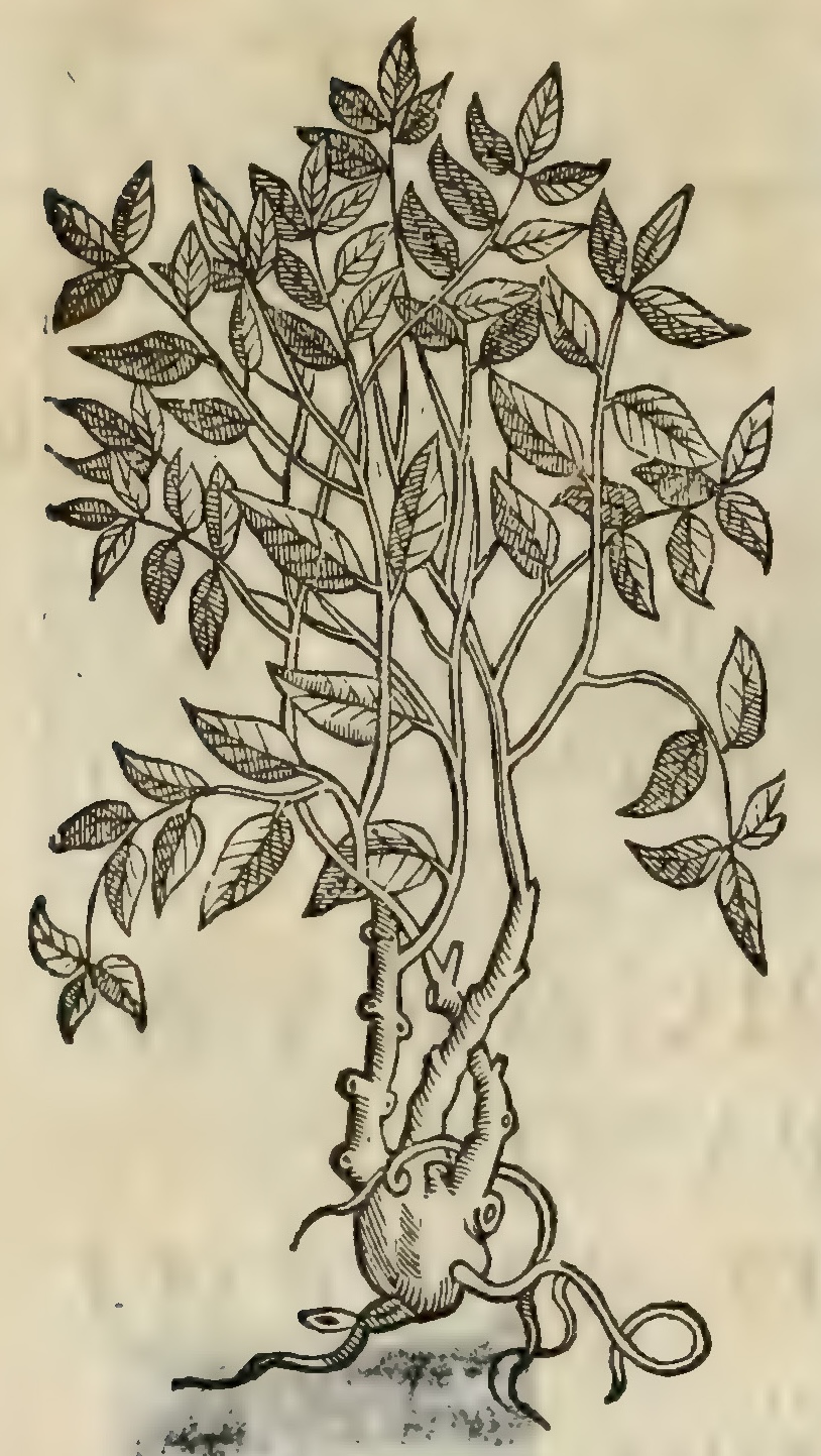 Hernández IV 102v, tlepatli