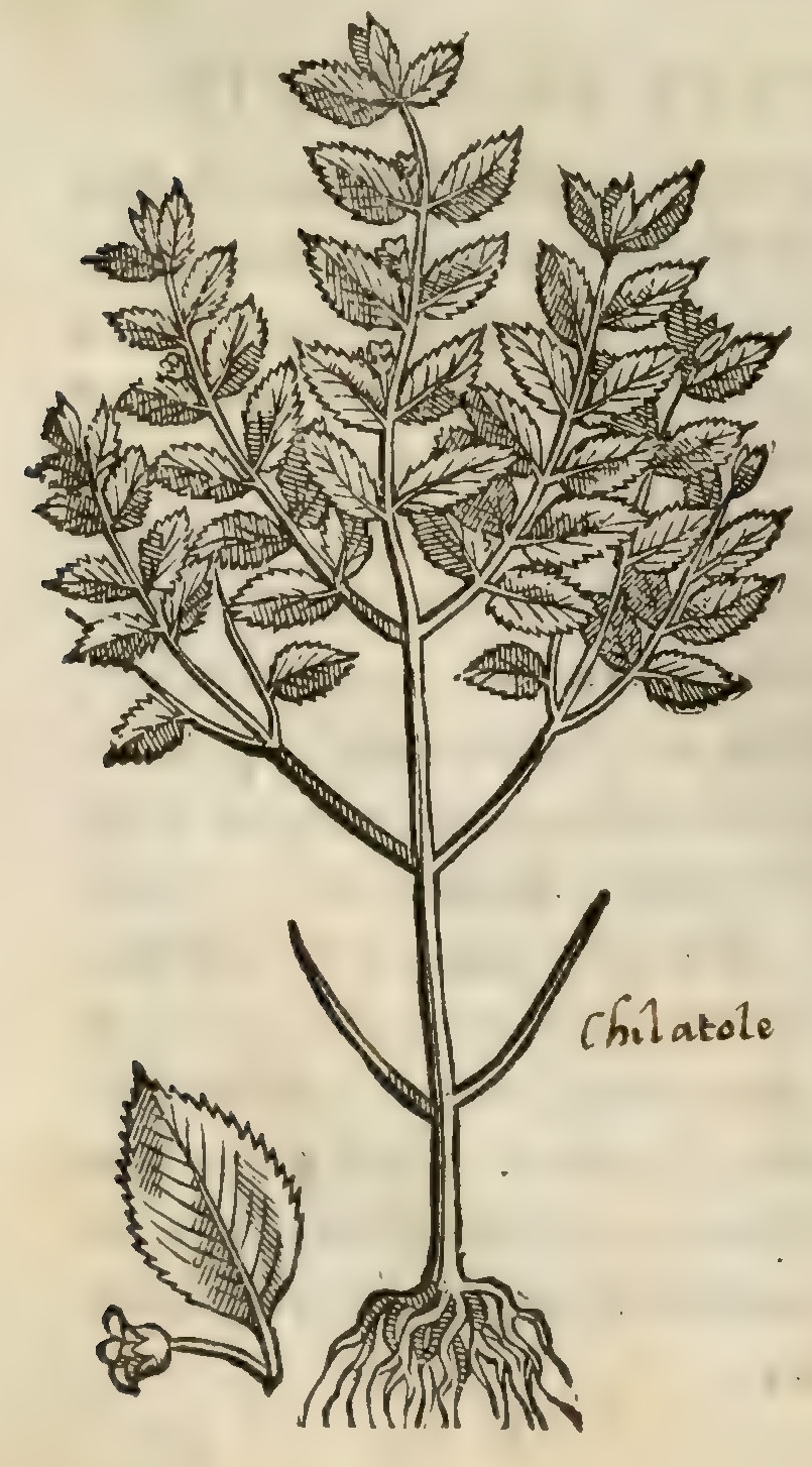 Hernández IV 102v, chilapatli