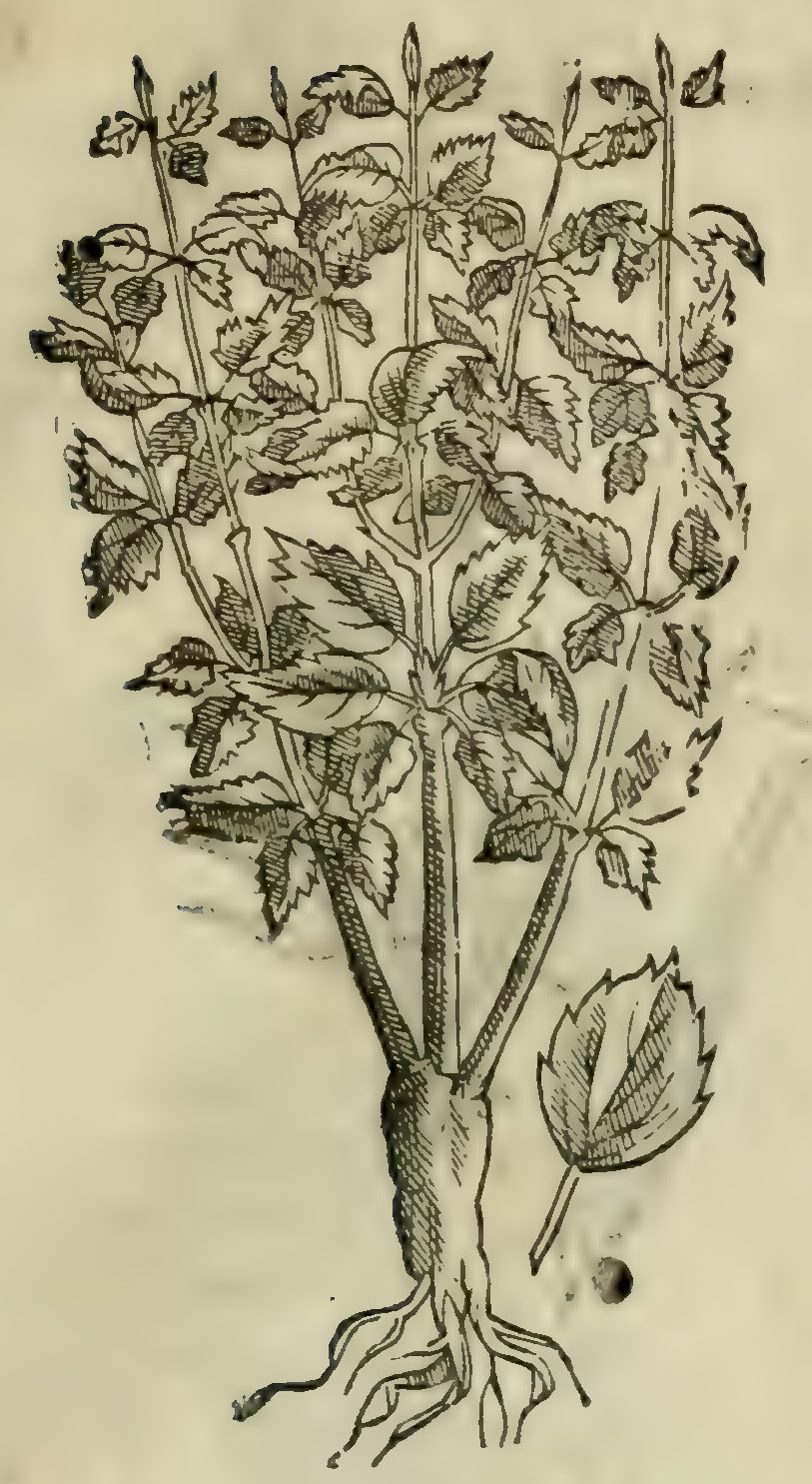Hernández IV 103r, copalxihuitl