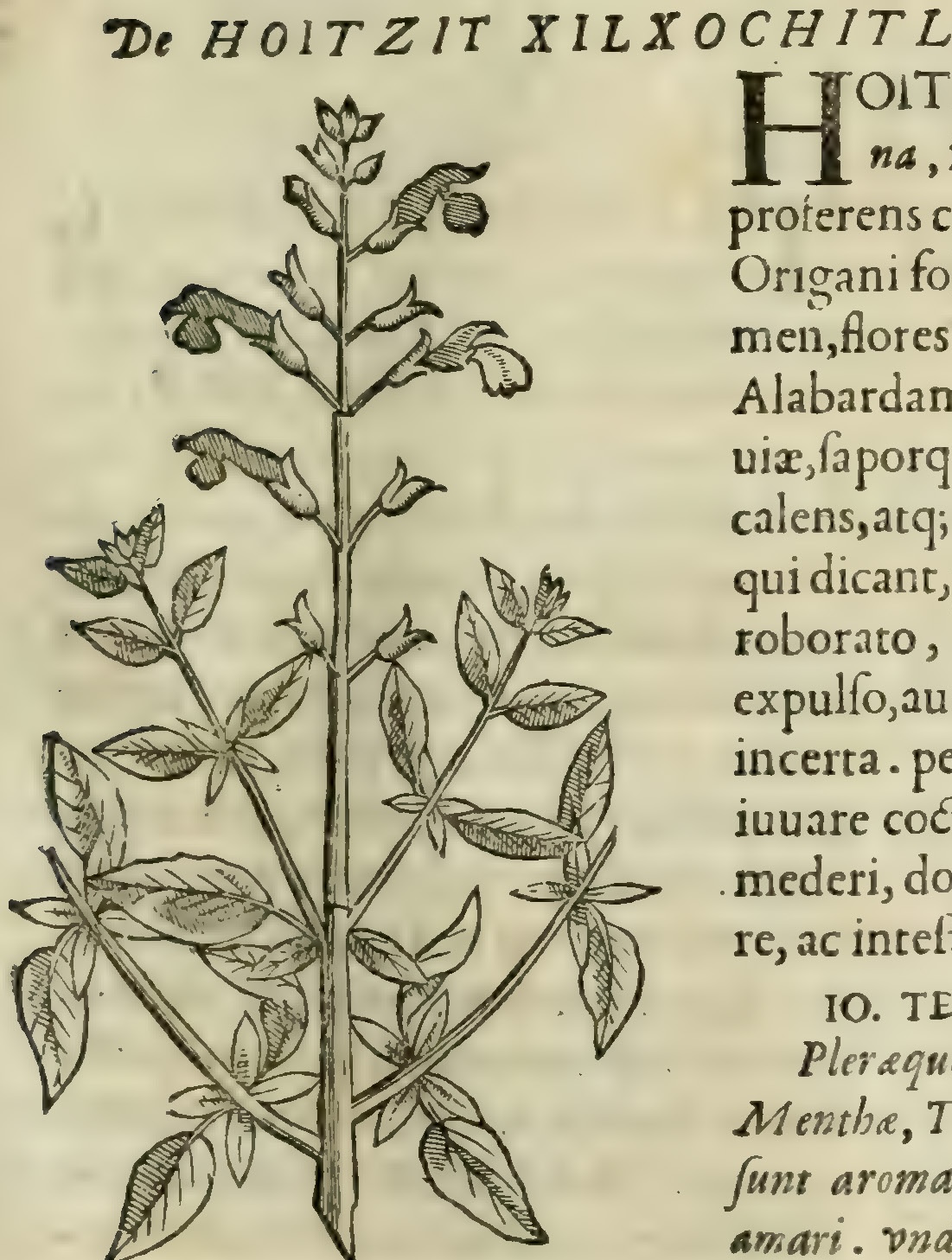 Hernández IV 103r, huitzitzil xochitl