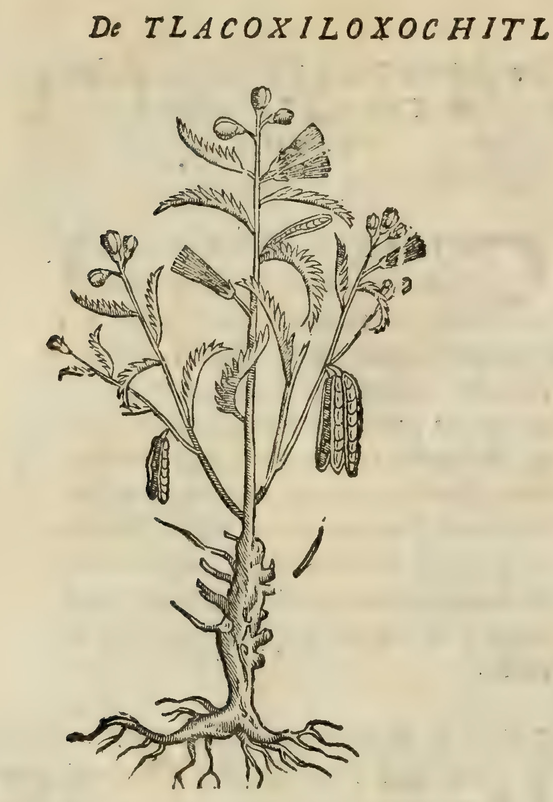 Hernández IV 104v, tlacoxiloxochitl