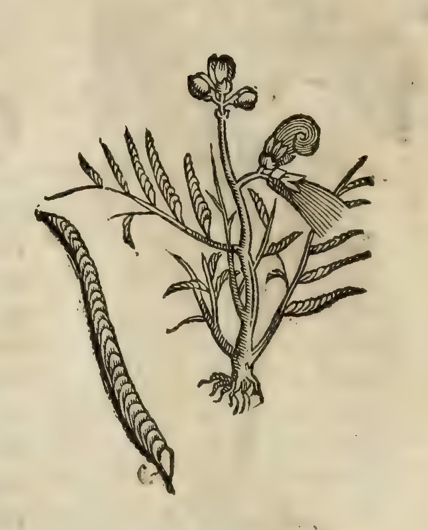 Hernández IV 104v, tlacoxiloxochitl