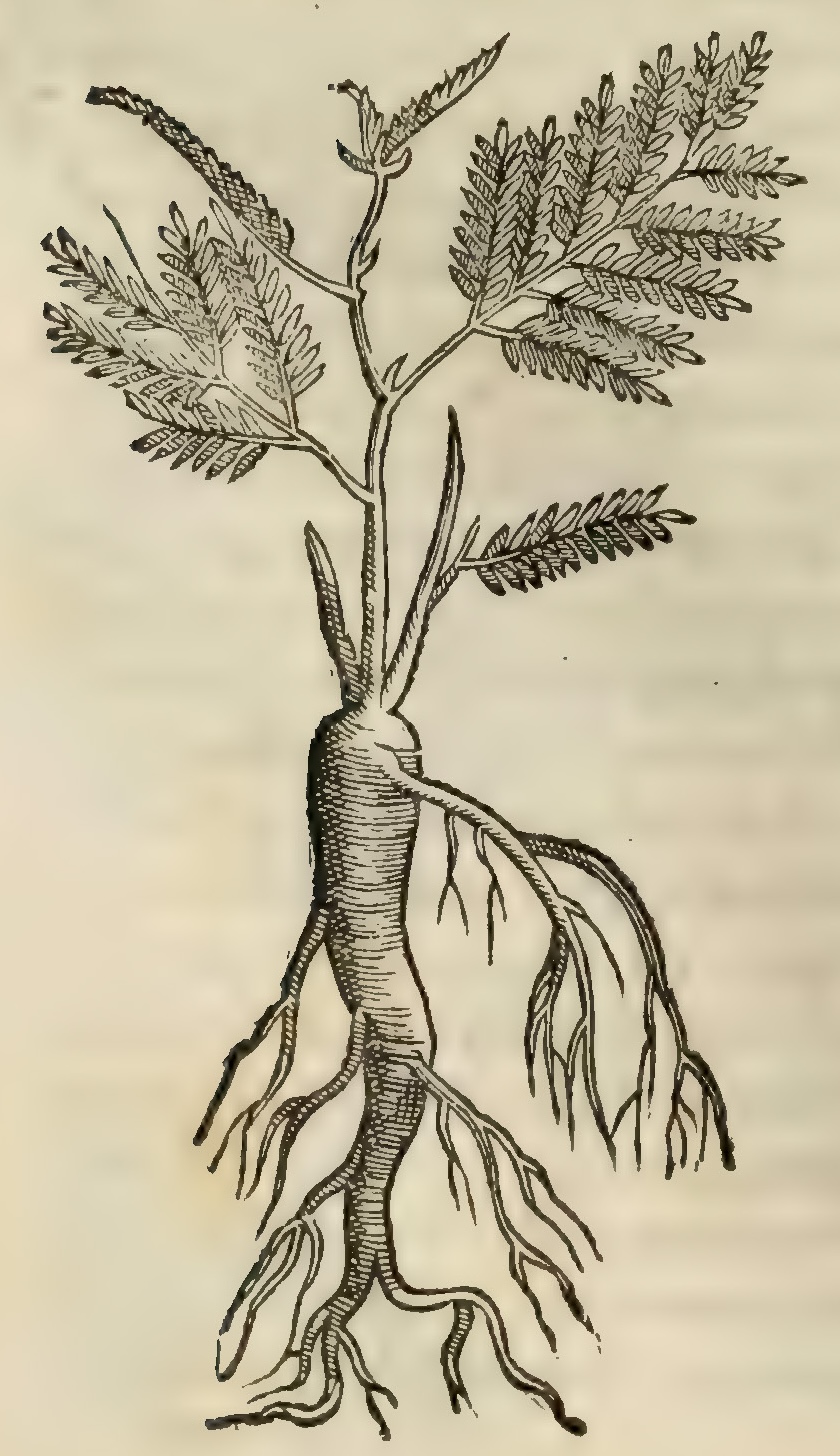 Hernández IV 104v, tlacoxiloxochitl