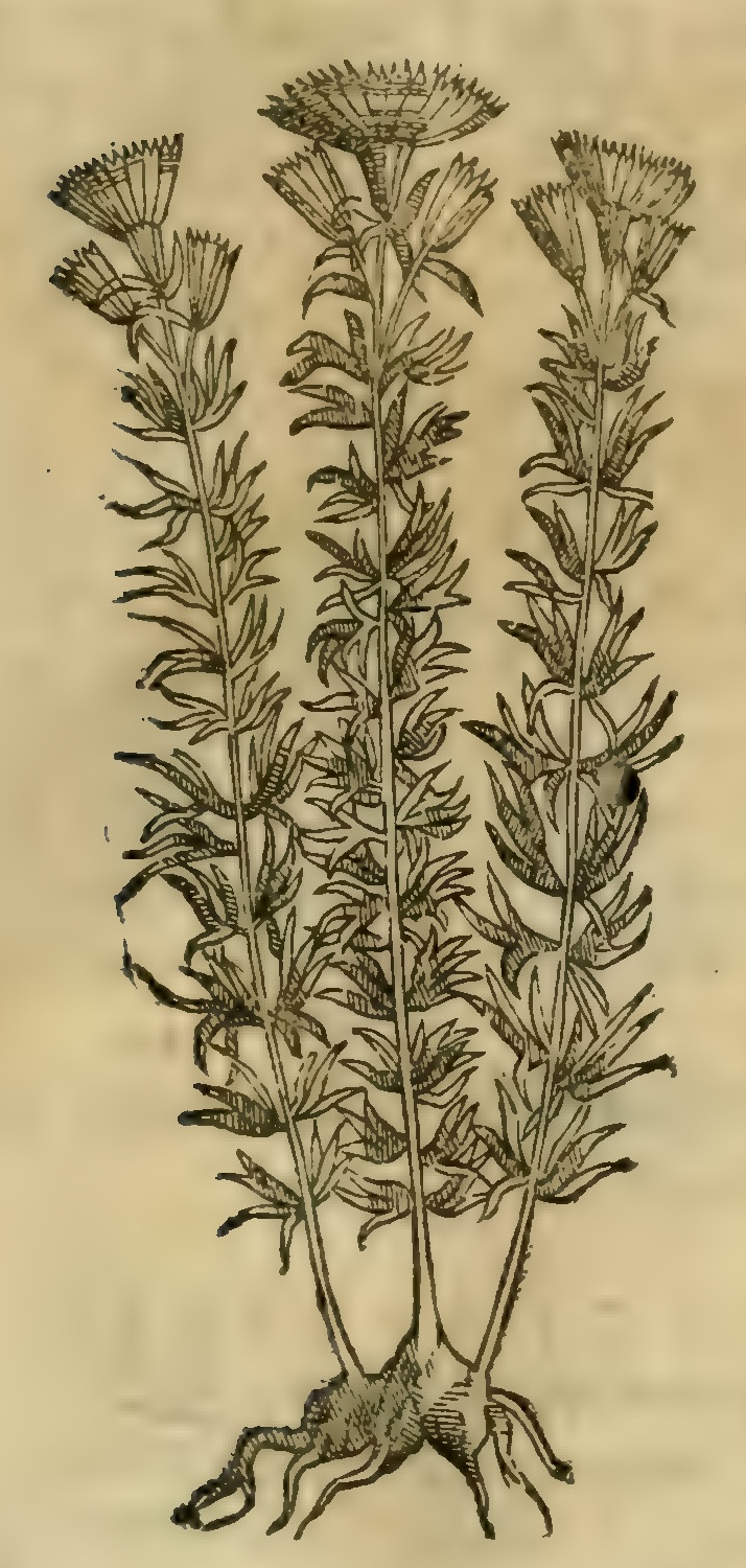 Hernández IV 105r, tlacoxochitl, tzontlatlauhqui