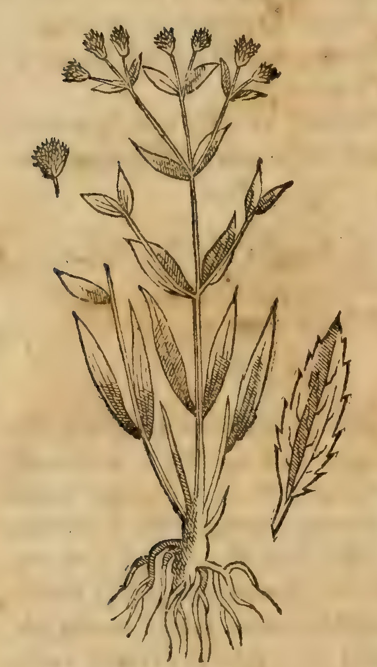 Hernández IV 106v, tlatlacotic
