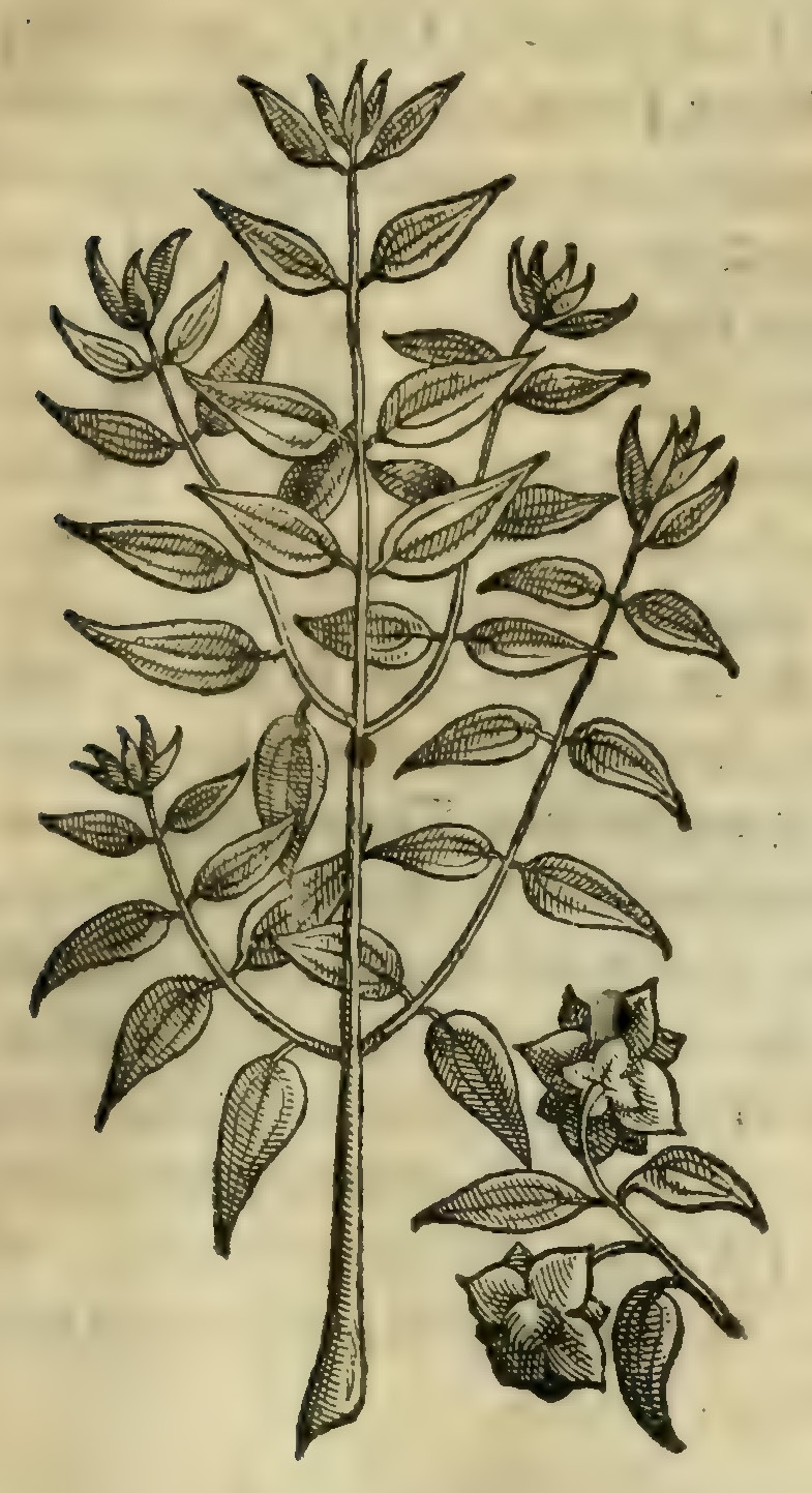 Hernández IV 107r, achuilotl