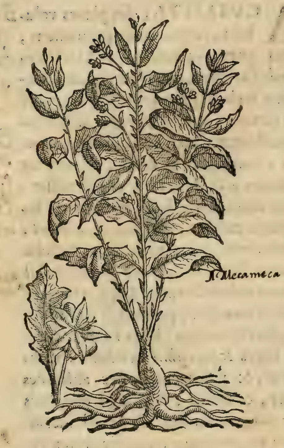 Hernández IV 108v, huitztomatzin