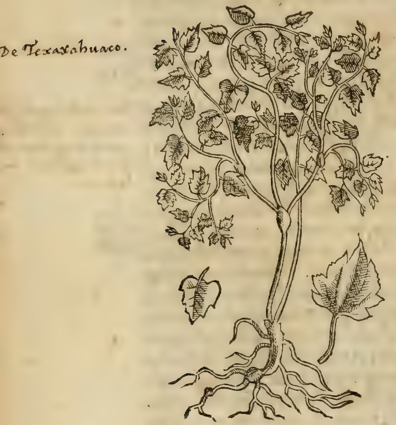 Hernández IV 112v, axixpatli texaxahuacensis
