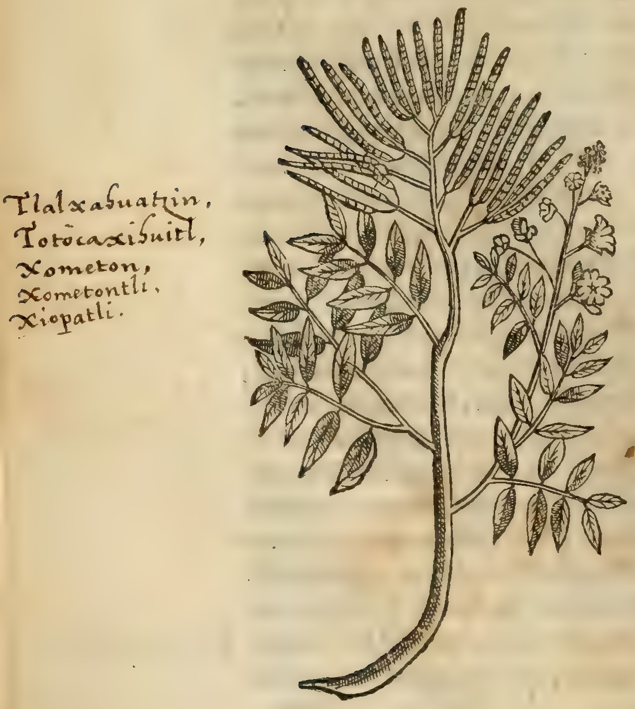 Hernández IV 112v, ecapatli