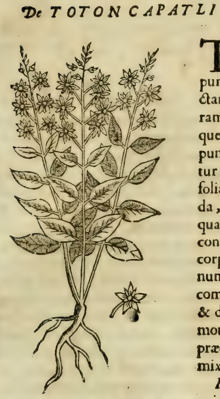 Hernández IV 115r, totoncapatli