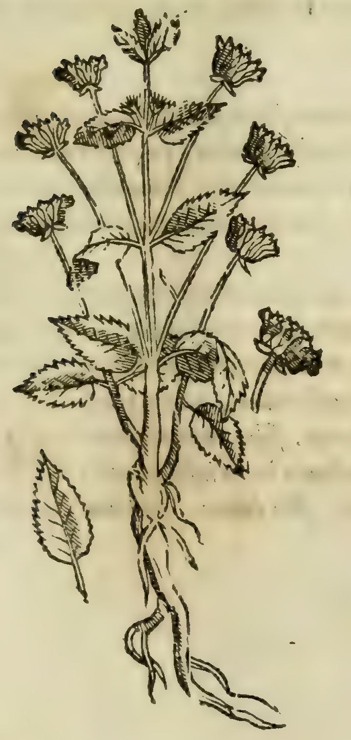 Hernández IV 115r, tocizquiuh