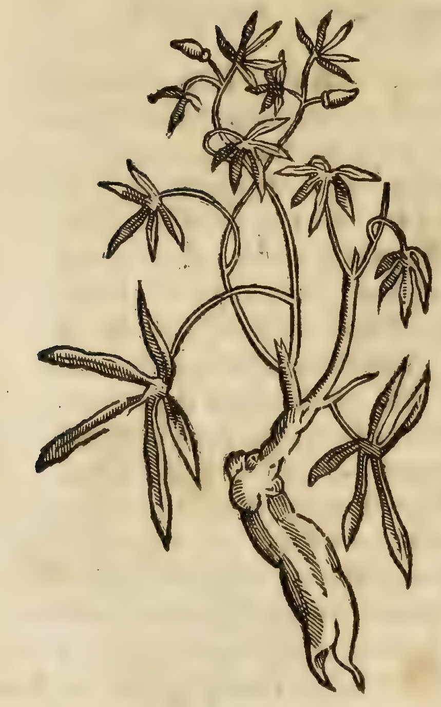 Hernández IV 116v, huitzticpatli