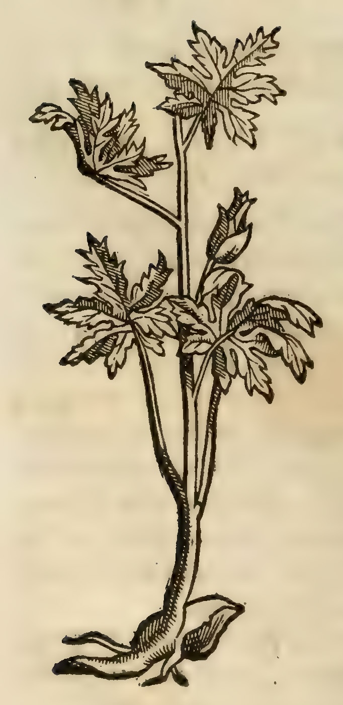 Hernández IV 116v, yzticpatli