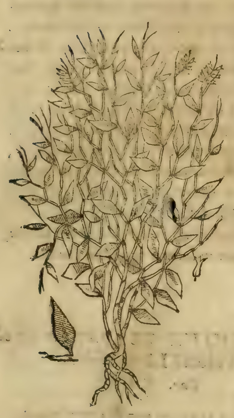 Hernández IV 121r, curacuam, huitzcuahuitl