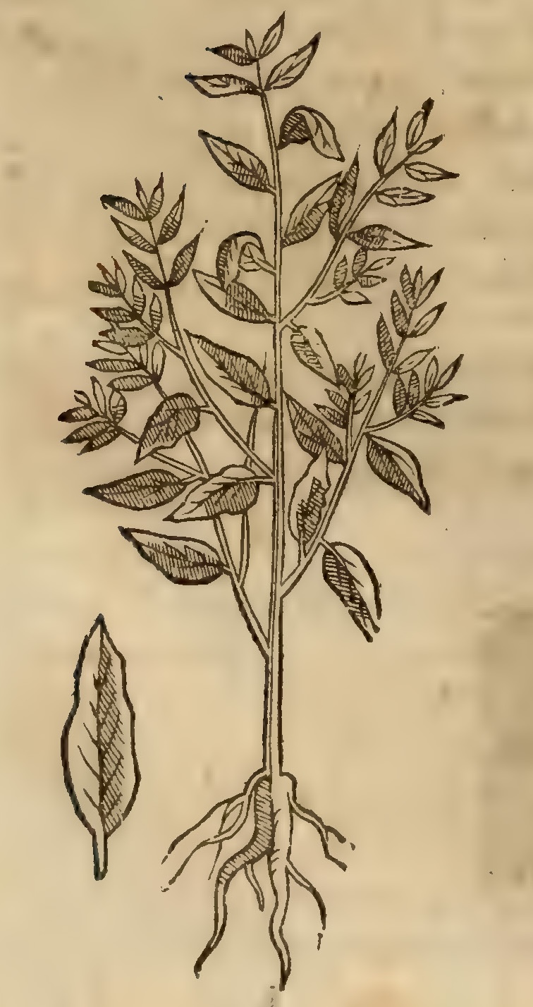 Hernández IV 122v, cuauhtlepatli
