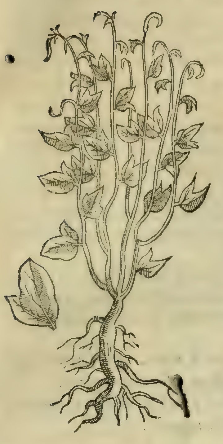 Hernández IV 123r, xiuhcocolin